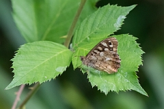 David Plant Photography - Wildlife Photography - Speckled wood - F